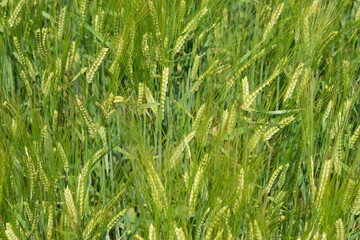 Green field of barley in summer