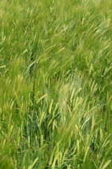 Green field of barley in summer