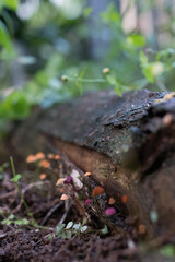Mycena Mushroom - Fungi
