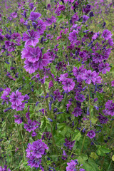 Wild common mallow blossom marginally on the grain field