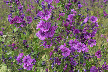 Wild common mallow blossom marginally on the grain field