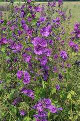 Naklejka premium Wild common mallow blossom marginally on the grain field
