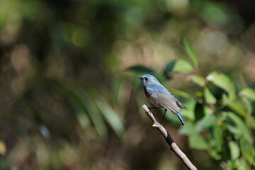 red flanked blue tail on the branch