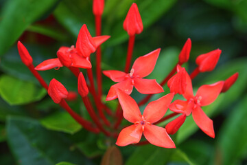 West Indian Jasmine