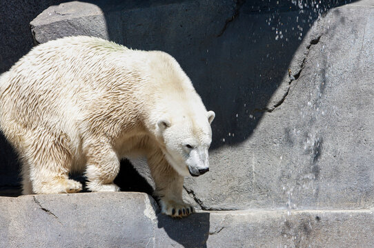 Polar Bear In Zoo