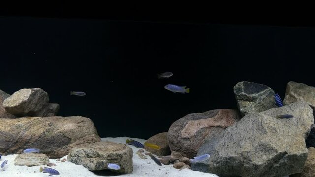 Right sliding wide shot of freshwater aquarium fish swimming freely in a Malawi biotope fishtank with large rocks and white sand bottom and a dark background.