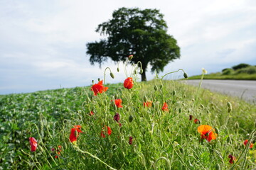 A group of beautiful bright red poppy flowers in a field with blurry background and a tree on a bright fresh day.