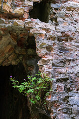 Abandoned Military Tarakaniv Fort (other names - Dubno Fort, New Dubna Fortress) - a defensive structure, an architectural monument of 19th century, Tarakaniv, Rivne region, Ukraine.