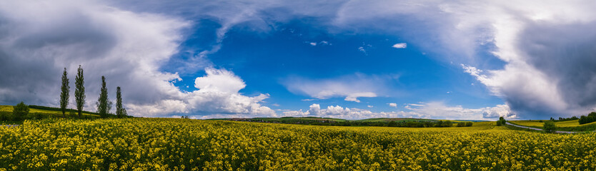 Road through spring rapeseed yellow blooming fields panoramic view, blue sky with clouds and sunshine. Natural seasonal, good weather, climate, eco, farming, countryside beauty concept.