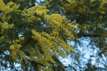Mimosa Tree