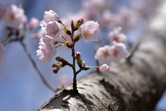 一枝 Images – Browse 391 Stock Photos, Vectors, and Video | Adobe Stock