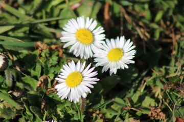 daisy in the grass