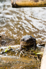 a wild frog just spout out on the lake