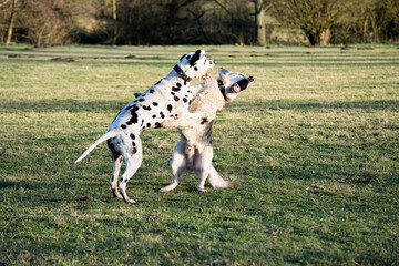 Dalmatiner und Schäferhund raufen auf einer Wiese