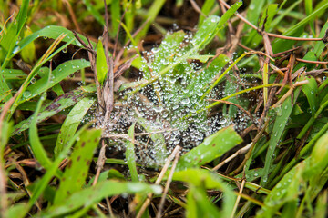 a cob web that catches rain dews on a carabao grass at the fields