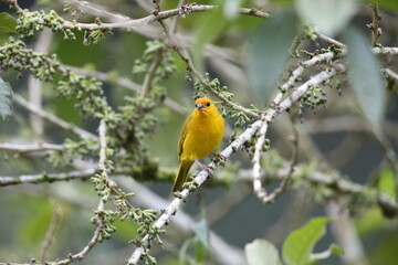 Saffron finch (Sicalis flaveola) in Equador