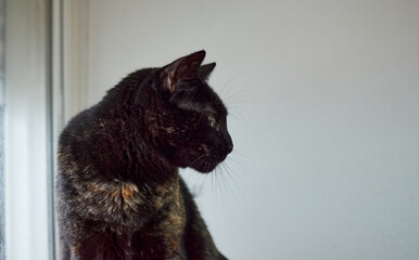 A selective focus of a Tortoiseshell cat looking aside next to a window
