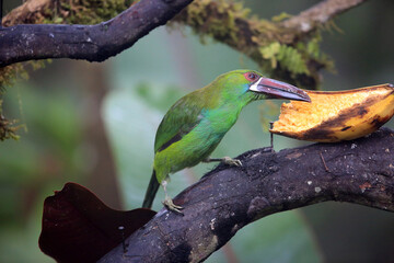 Crimson-rumped toucanet (Aulacorhynchus haematopygus) in Equador, South America