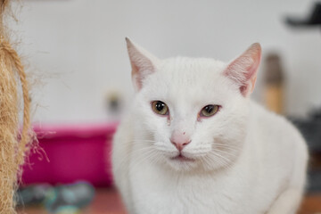 A closeup shot of white cat sitting on a rag in the house