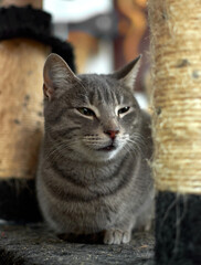 Fototapeta na wymiar A vertical shot of gray cat sitting on rag in the house