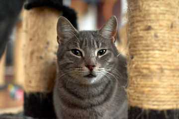 Naklejka na ściany i meble A closeup shot of gray cat sitting on rag in the house