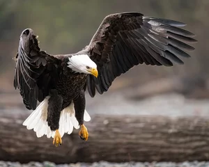 Poster Adult bald eagle landing with wings spread showing feather details during the winter on the Nooksack River of western Washington State © IanDewarPhotography