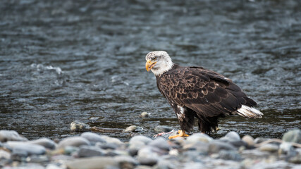 Almost mature bald eagle on the edge of the Nooksack River standing on a chum salmon and next to the rocky beach