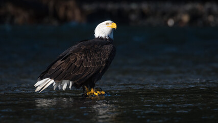 Adult bald Eagle standing on a chum salmon in the middle of the Nooksack River a the light highlights the white on the birds head and tail feathers