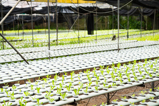 a greenhouse vegetation inside Yoki's farm