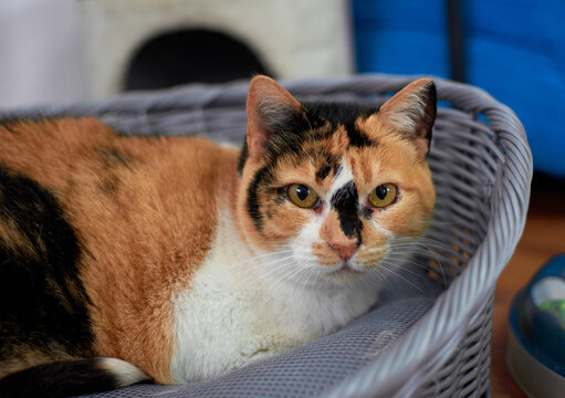 Portrait of a curious calico cat resting on a pet bed