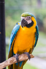 blue and yellow macaw sitting on a branch in a big open bird cage