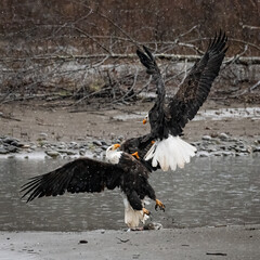 Pair of mature bald eagles battling in the snow over a chum salmon carcass with their wings spread in battle along the Nooksack River in Washington