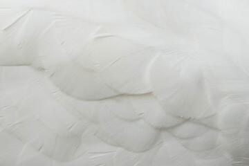 macro photo of feathers on white cockatoo