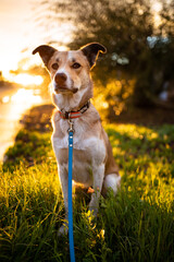 Mixed breed dog sitting at sunset