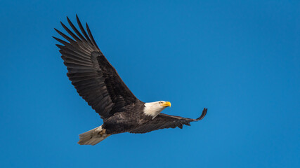 Bald eagle flying against a clear blue sky with wings fully extended