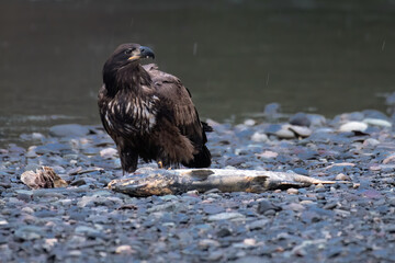 Immature bald eagle standing with a chum salmon carcass on the rocky beach alongside the Nooksack River in Western Washington State