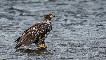Immature Bald Eagle standing on a chum salmon in the Nooksack River in Whatcom County in Washing State