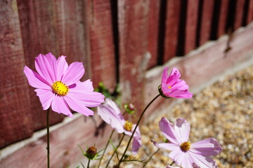 Beautiful pink garden cosmos mexican aster flowers in bokeh background. 