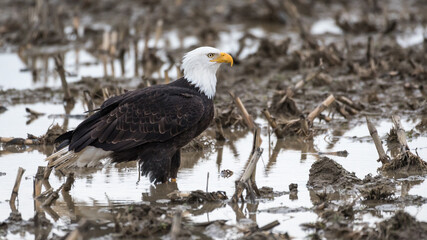 Bald eagle standing ankle deep in a muddy field in the winter in the Skagit Valley in Western Washington State