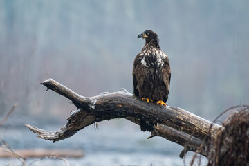 Immature bald eagle on a large fallen tree over the Nooksack River in Western Washington State during a typical misty and gray winter day