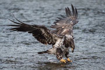 Immature bald eagle landing on a chum salmon in the Nooksack River in Western Washington State during the annual spawning season
