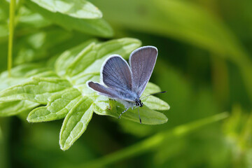 A Small Blue Butterfly resting on green leaves.
