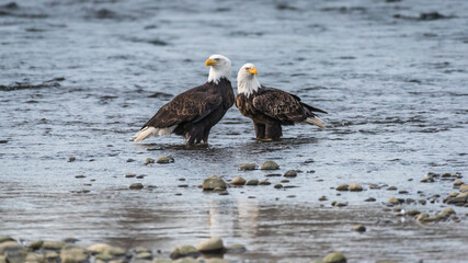 Pair of adult bald eagles standing in the Nooksack River displaying sexual dimorphism where the...
