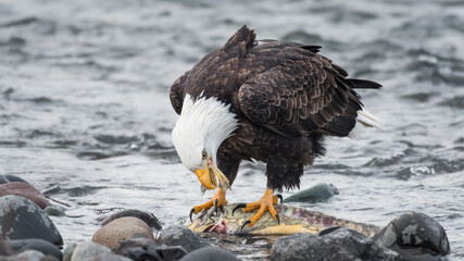 Bald eagle feeding on a chum salmon in the Nooksack River in the winter in Whatcom County in the Pacific Northwest of America