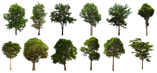 isolated tree green set is located on a white background. Collection of isolated tree green on white background Tropical tree
