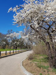 Obraz premium blooming almonds in the park against the blue sky in spring
