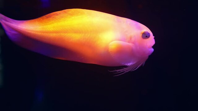 深海魚　サケビクニン