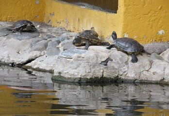 Pond slider turtles relaxing and sunbathing on rocks near a man-made pond located at a restaurant in Arizona