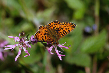 A Small Pearl-bordered Fritillary nectaring on Ragged Robin.