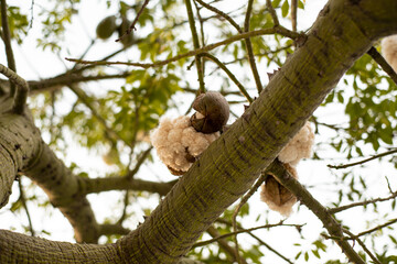 Ceiba rama